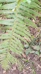 Polystichum munitum