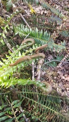 Polystichum munitum