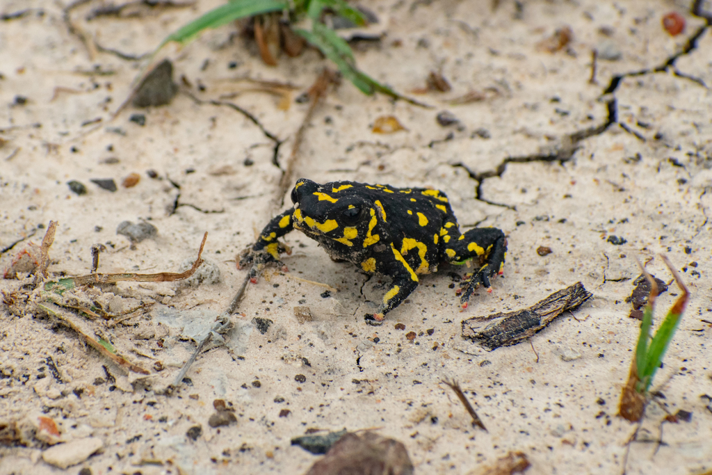 Klappenbach's Red-bellied Frog From Formosa, Argentina On April 16 