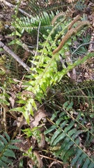 Polystichum munitum