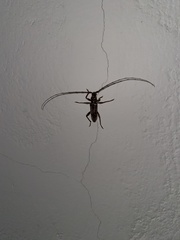 Elaphidion irroratum