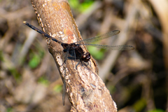 Erythemis plebeja