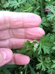 Geranium texanum