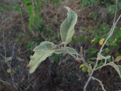 Solanum campylacanthum