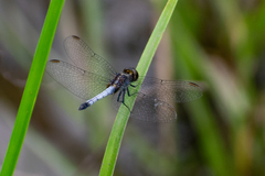 Erythrodiplax paraguayensis