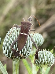 Leptoglossus phyllopus image
