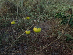 Solanum campylacanthum