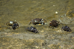 Pachygrapsus marmoratus