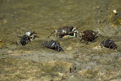 Pachygrapsus marmoratus