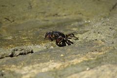 Pachygrapsus marmoratus