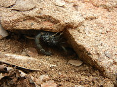 Uroplectes triangulifer