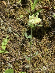 Trifolium reflexum