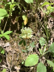 Trifolium reflexum