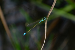 Ischnura fluviatilis