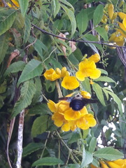 Xylocopa grisescens