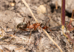 Formica rufibarbis
