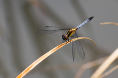 Erythrodiplax paraguayensis