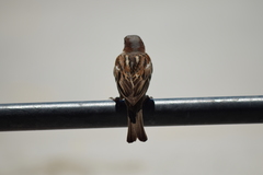 Passer domesticus