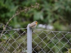 Erithacus rubecula