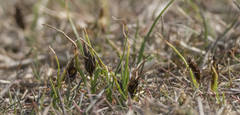 Carex stenophylla