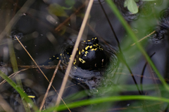 Melanophryniscus klappenbachi