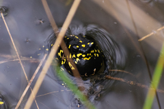 Melanophryniscus klappenbachi