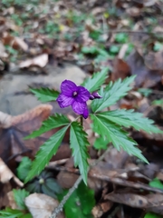 Cardamine glanduligera