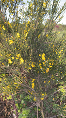 Cytisus scoparius