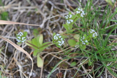 Valerianella carinata