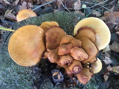 Gymnopilus junonius