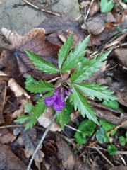 Cardamine glanduligera