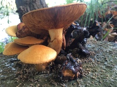 Gymnopilus junonius