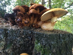 Gymnopilus junonius