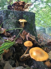 Gymnopilus junonius
