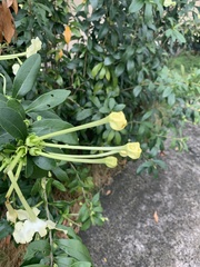 Brunfelsia americana