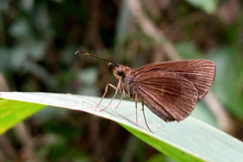 Anguyá común