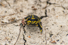 Melanophryniscus klappenbachi