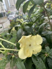 Brunfelsia americana
