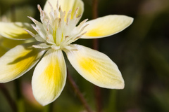 Platystemon californicus