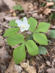 Anemonoides lancifolia