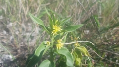 Vincetoxicum hirundinaria adriaticum