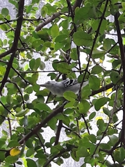 Herpsilochmus longirostris