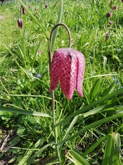 Fritillaria meleagris
