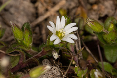 Cerastium pumilum