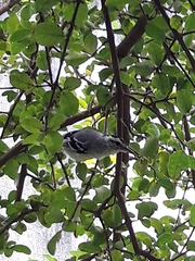 Herpsilochmus longirostris