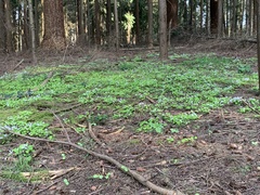 Oxalis