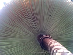 Macrolepiota colombiana
