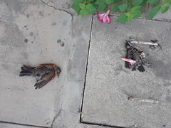 Turdus rufopalliatus