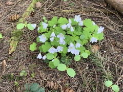 Oxalis