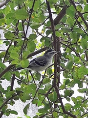 Herpsilochmus longirostris